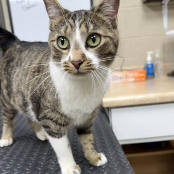 American Shorthair and Domestic Short Hair Cats Available for Adoption in Madisonville, Kentucky - Chloe | PetCurious