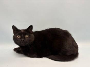 Churchill -  Domestic Short Hair Cat for Adoption in Golden Valley, Minnesota - Churchill | PetCurious
