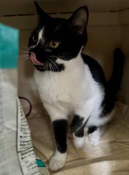 Domestic Short Hair Cats Available for Adoption in Kinston, North Carolina - Boo | PetCurious
