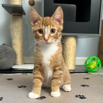 Queso -  Domestic Short Hair Cat for Adoption in Stoughton, Wisconsin - Queso | PetCurious