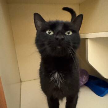 Rescue Domestic Short Hair Cats for Adoption in Dayton, Ohio - Moon | PetCurious