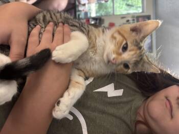 Fluttershy -  Domestic Short Hair Cat for Adoption in Randolph, Alabama - Fluttershy | PetCurious
