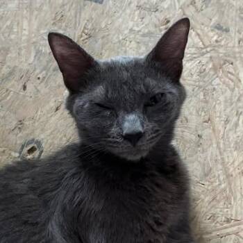 Cascading Springs -  Domestic Short Hair Cat for Adoption in Fredericksburg, Virginia - Cascading Springs | PetCurious
