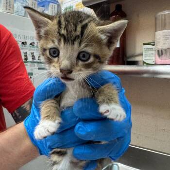 Yuzu -  Domestic Short Hair Cat for Adoption in Birmingham, Alabama - Yuzu | PetCurious