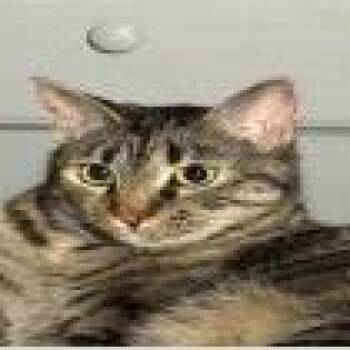 Girl -  Domestic Short Hair Cat for Adoption in Pasadena, California - Girl | PetCurious