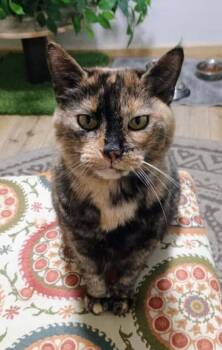 Domestic Short Hair Cats Available for Adoption in Rutherfordton, North Carolina - Kiki | PetCurious