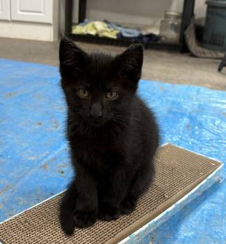 Courtesy post for 2 kittens named Sensei and Echo -  Domestic Short Hair Cat for Adoption in Fremont, Michigan - Courtesy Post For 2 Kittens Named Sensei And Echo | PetCurious