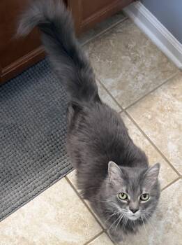 Lilly -  Tabby Cat for Adoption in Elgin, South Carolina - Lilly | PetCurious