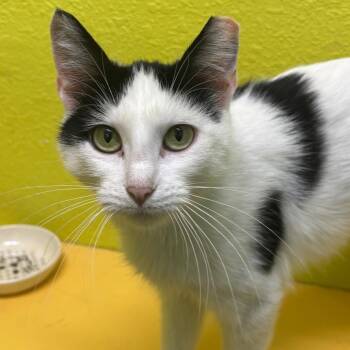 Tina -  Domestic Short Hair Cat for Adoption in Springfield, Missouri - Tina | PetCurious