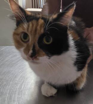 Felicity -  Domestic Medium Hair Cat for Adoption in Trenton, New Jersey - Felicity | PetCurious
