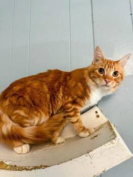 Rescue Maine Coon Cats for Adoption in Parlier, California - Kitten 27334 (Oliver) | PetCurious