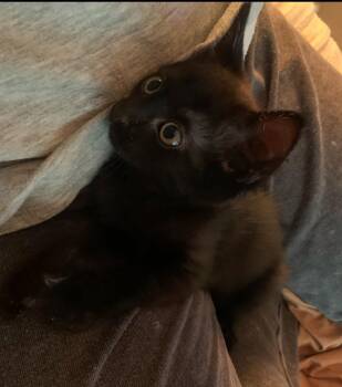 Rescue Bombay Cats for Adoption in Palmdale, California - LUCKY  2 | PetCurious