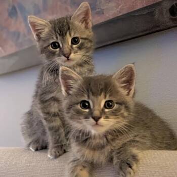 Goose - Costa Mesa -  Domestic Medium Hair Cat for Adoption in Chino Hills, California - Goose - Costa Mesa | PetCurious