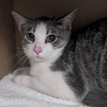 Smokey -  Domestic Short Hair Cat for Adoption in West Olive, Michigan - Smokey | PetCurious