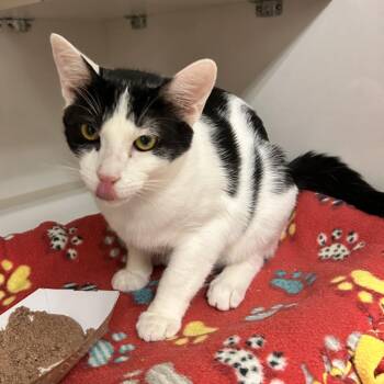 Cookie -  Domestic Short Hair Cat for Adoption in Redwood City, California - Cookie | PetCurious