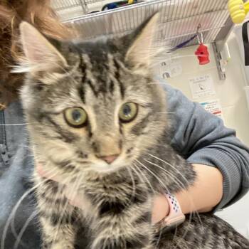 Rescue Domestic Medium Hair Cats for Adoption in Murray, Utah - Mr. Kitty Man | PetCurious