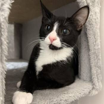 Poppy -  Domestic Short Hair Cat for Adoption in Jupiter, Florida - Poppy | PetCurious
