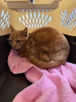 Fergalicious -  Domestic Short Hair Cat for Adoption in Sacramento, California - Fergalicious | PetCurious