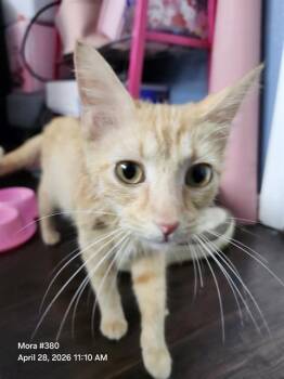 Domestic Medium Hair Cats Available for Adoption in San Antonio, Texas - HELLOKITTY | PetCurious