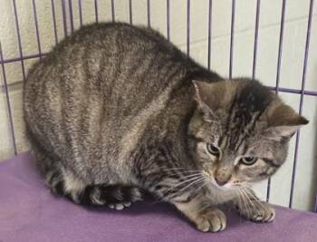 Domestic Short Hair Cats Available for Adoption in Fairhope, Alabama - KitKat | PetCurious