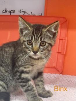 Binx -  Domestic Short Hair Cat for Adoption in Sonora, California - Binx | PetCurious