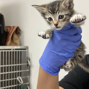Pepperoni Pizza -  Domestic Short Hair Cat for Adoption in Pasadena, California - Pepperoni Pizza | PetCurious
