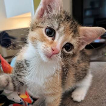 Poison Ivy -  Domestic Short Hair Cat Available for Adoption in Silver Spring, Maryland - Poison Ivy | PetCurious