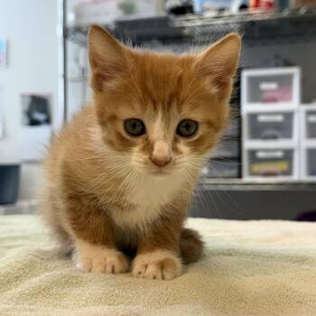 Jasper Stone 16 -  Domestic Short Hair Cat for Adoption in Austin, Texas - Jasper Stone 16 | PetCurious