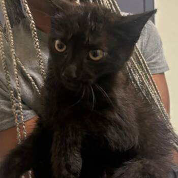 Maya -  Domestic Short Hair Cat for Adoption in Charlottesville, Virginia - Maya | PetCurious