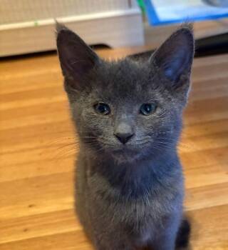 Miranda -  Domestic Short Hair Cat Available for Adoption in Irondequoit, New York - Miranda | PetCurious