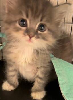 CASHMERE -  Domestic Long Hair Cat for Adoption in Elizabethton, Tennessee - CASHMERE | PetCurious