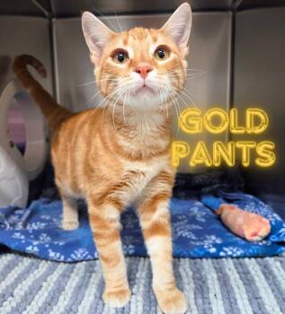 Gold Pants -  Domestic Short Hair Cat for Adoption in Nevada, Iowa - Gold Pants | PetCurious