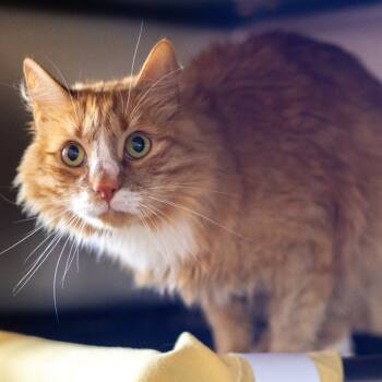 Rescue Domestic Long Hair Cats for Adoption - Snuggles | PetCurious