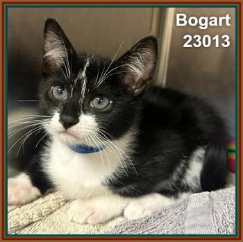 BOGART (see littermates) -  Domestic Short Hair Cat for Adoption in Marietta, Georgia - BOGART (see Littermates) | PetCurious
