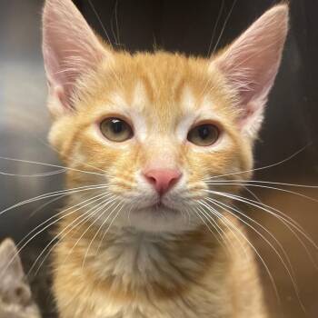Domestic Short Hair Cats Available for Adoption in Valley, Alabama - Chamberlain | PetCurious