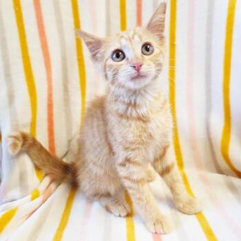 Gentry -  Domestic Short Hair Cat for Adoption in Mt. Juliet, Tennessee - Gentry | PetCurious