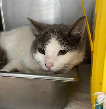 Domestic Short Hair Cats Available for Adoption - Benji - At Shelter | PetCurious