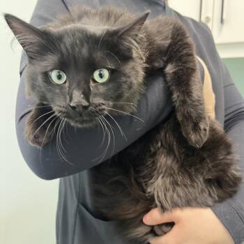 Domestic Medium Hair Cats Available for Adoption in Clavet, Saskatchewan - Freddy Mercury | PetCurious