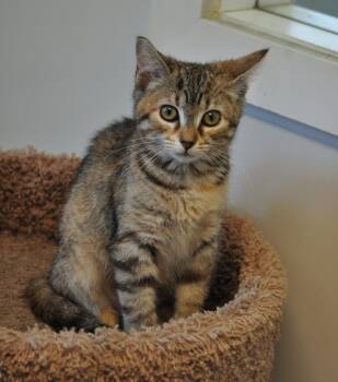 Dana Sue -  Domestic Short Hair Cat for Adoption in Indiana, Pennsylvania - Dana Sue | PetCurious
