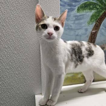 Domestic Short Hair Cats Available for Adoption in Newport, Tennessee - Churro | PetCurious
