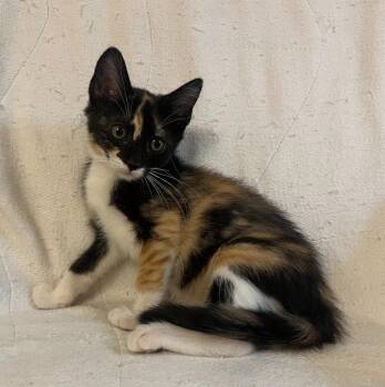 Bo Peep -  Domestic Short Hair Cat for Adoption in Rowlett, Texas - Bo Peep | PetCurious