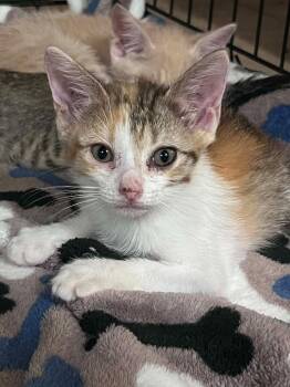 Reese -  Domestic Short Hair Cat for Adoption in North Richland Hills, Texas - Reese | PetCurious