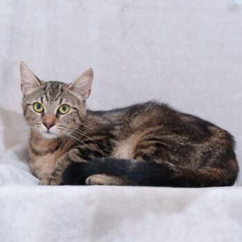 Delia -  Domestic Short Hair Cat for Adoption in Sunnyvale, California - Delia | PetCurious