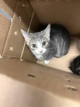 Beep -  Domestic Short Hair Cat for Adoption in Wichita, Kansas - Beep | PetCurious