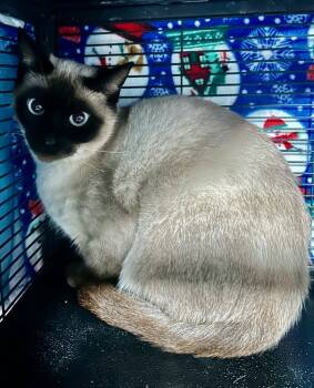Rescue Domestic Short Hair and Siamese Cats for Adoption in Cumming, Georgia - Naomi | PetCurious