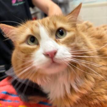 Waldo -  Domestic Long Hair Cat for Adoption in Murray, Utah - Waldo | PetCurious