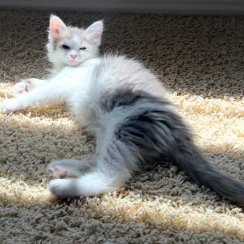 Lainey -  Domestic Long Hair Cat for Adoption in Lewisville, Texas - Lainey | PetCurious