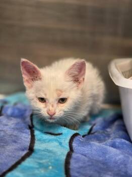 Jayfeather -  Domestic Short Hair Cat for Adoption in Carthage, Missouri - Jayfeather | PetCurious