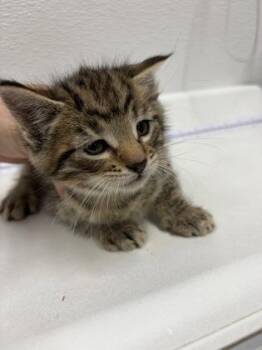 Mclaren -  Domestic Short Hair Cat Available for Adoption in West Chester, Pennsylvania - Mclaren | PetCurious