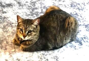 Kay Kay -  Domestic Short Hair Cat for Adoption in Ogden, Utah - Kay Kay | PetCurious